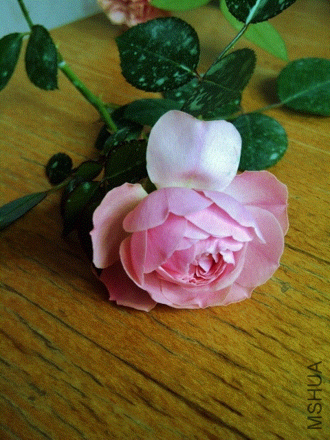 IMG-20130613-00390 (480x640).gif