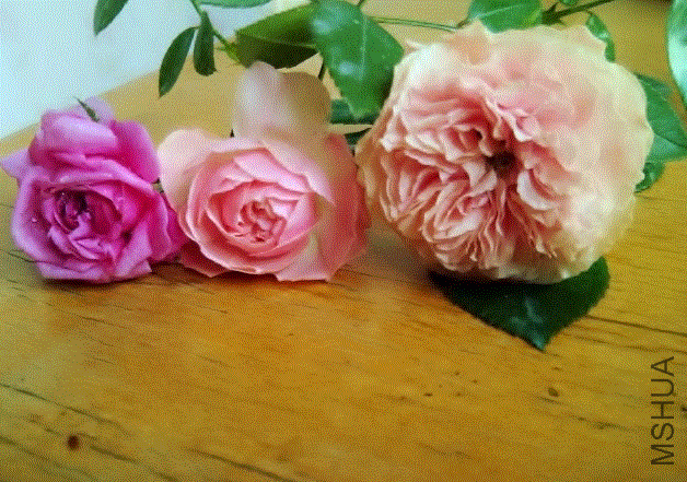 IMG-20130613-00391 (640x480).gif