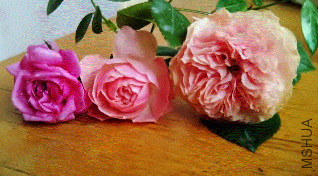 IMG-20130613-00392 (640x480).gif