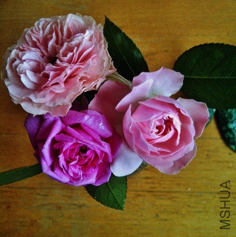 IMG-20130613-00393 (480x640).gif