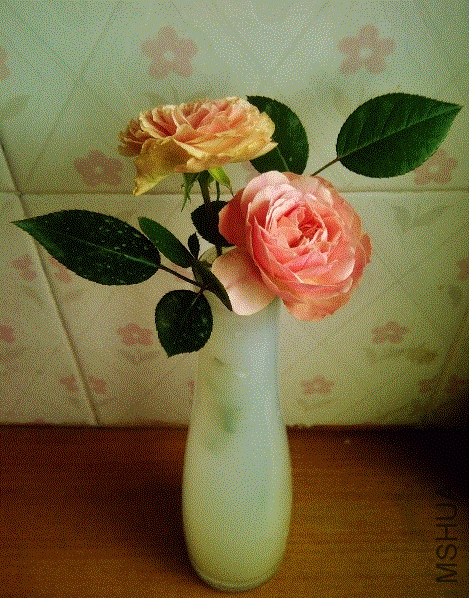 IMG-20130614-00398 (477x640).gif