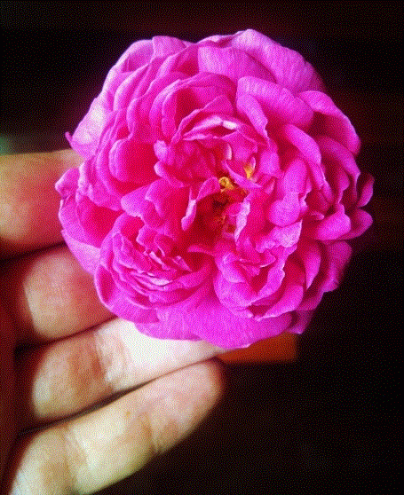 IMG-20130605-00365 (480x640).gif