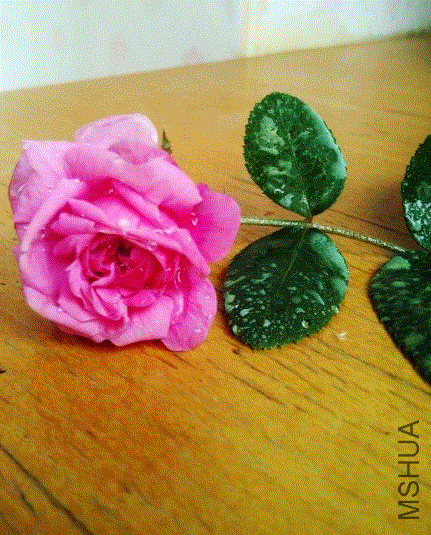 IMG-20130613-00387 (480x640).gif