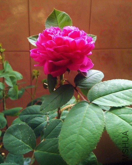 IMG-20130612-00374 (468x640).gif