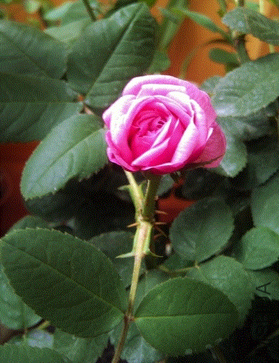 IMG-20130612-00376 (480x640).gif