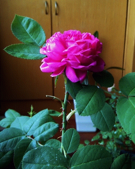 IMG-20130612-00378 (476x640).gif