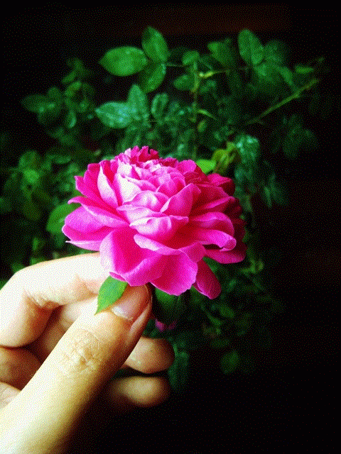 IMG-20130612-00385 (480x640).gif