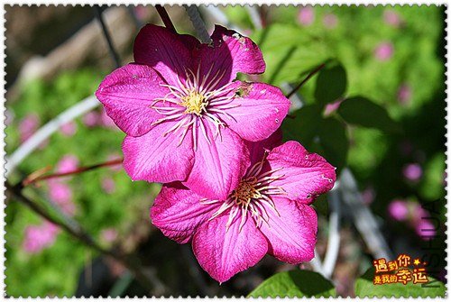 ��Ƭ 171b_����.jpg