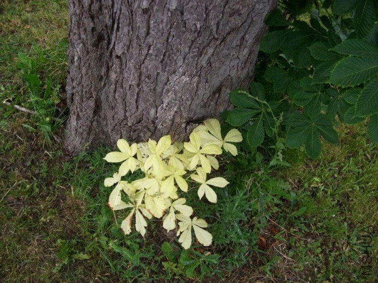 horsechestnut 003.JPG