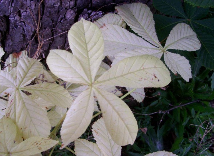 horsechestnut 010.JPG