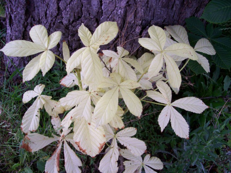 horsechestnut 012.JPG
