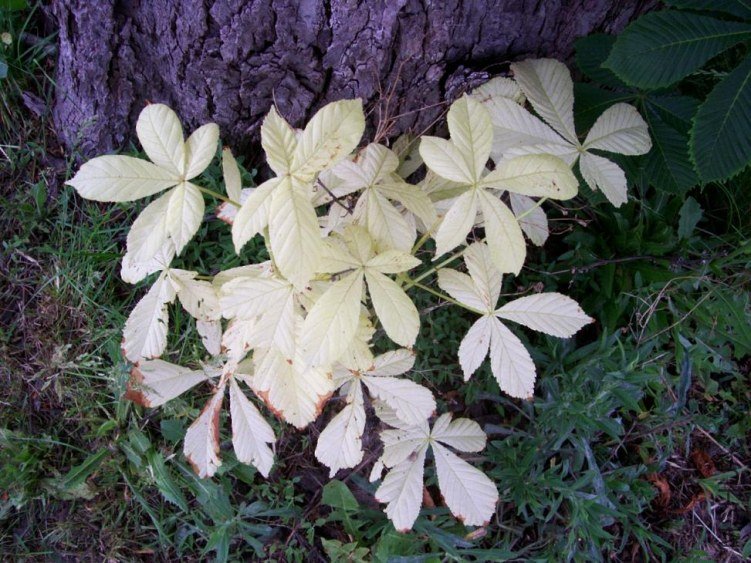 horsechestnut 015.JPG