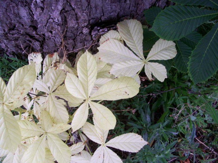 horsechestnut 017.JPG