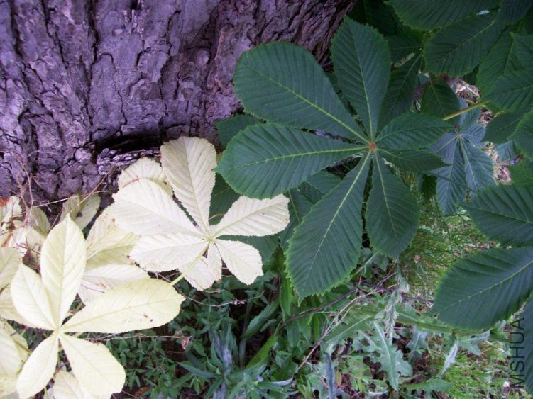 horsechestnut 020.JPG