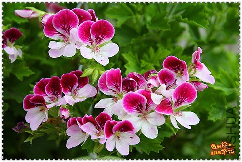 ��Ƭ 077_����.jpg