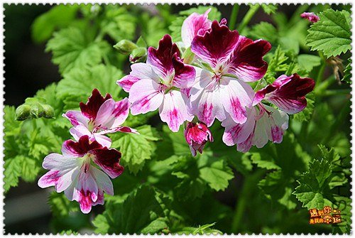 ��Ƭ 043_����.jpg