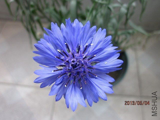 IMG_3495.jpg
