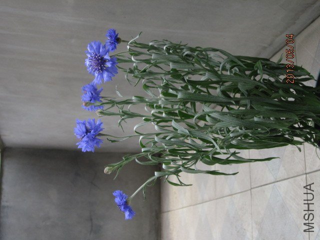 IMG_3504.jpg