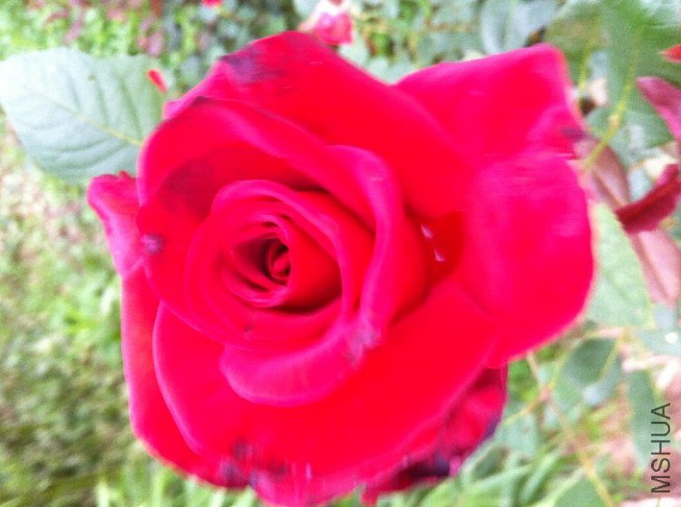 IMG_0318.jpg