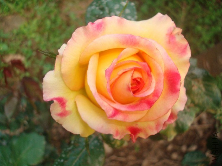 DSC05416.JPG