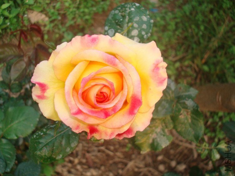 DSC05413.JPG