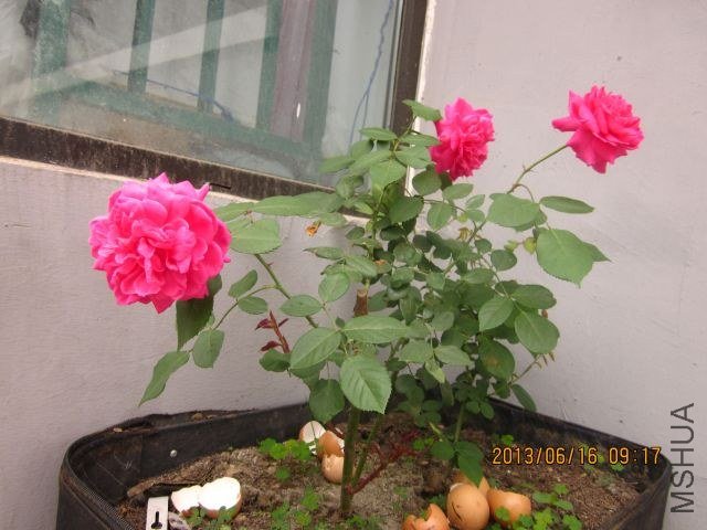 �� ɢ�� 025_1.jpg