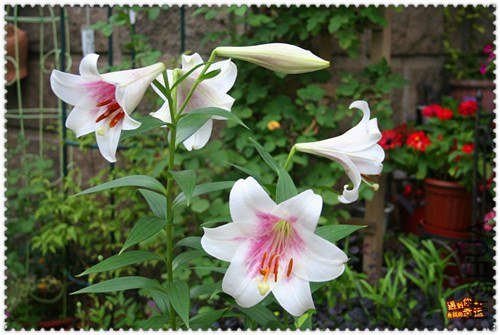 ��Ƭ 003_����.jpg