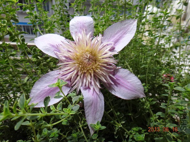 DSC08462.JPG