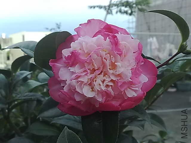 20130616019.jpg