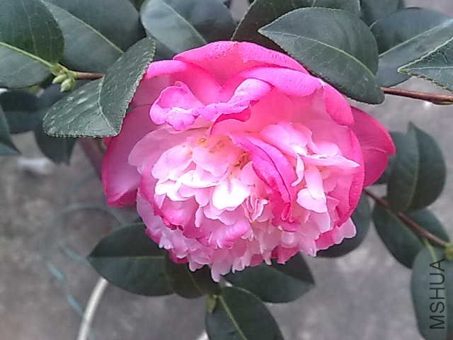 20130616022.jpg