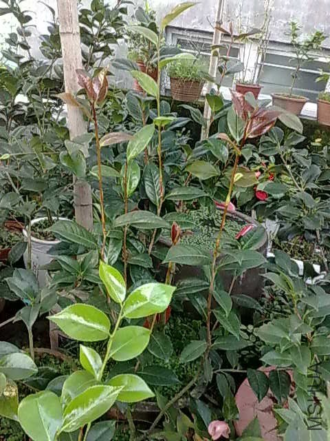 20130616026.jpg