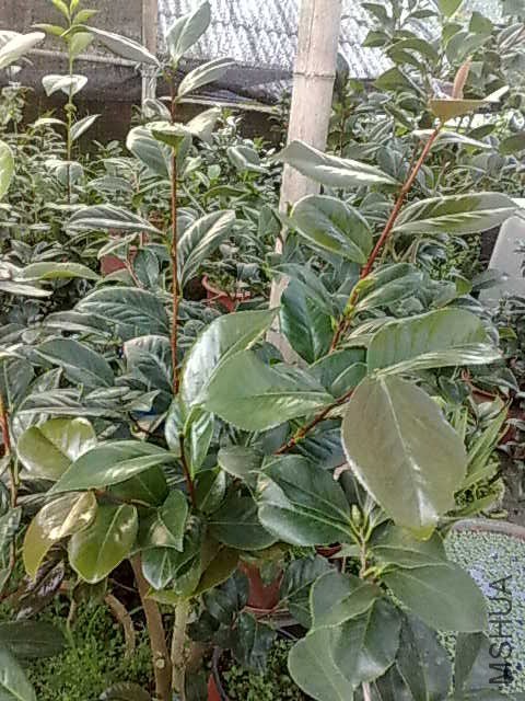 20130616029.jpg