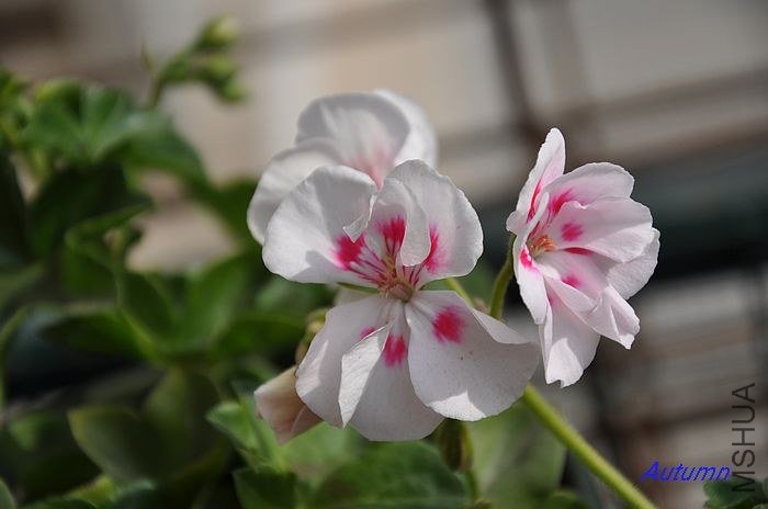 nEO_IMG_DSC_0009 (4).jpg