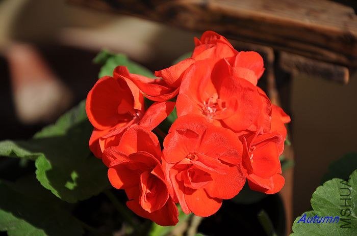 nEO_IMG_DSC_0010 (2).jpg