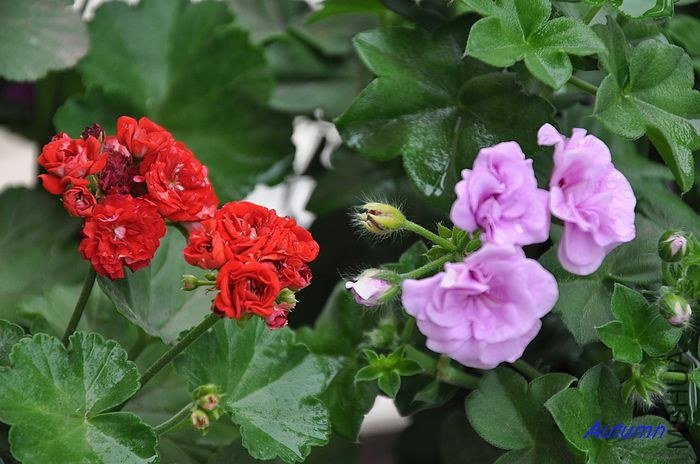 nEO_IMG_DSC_0036 (3).jpg