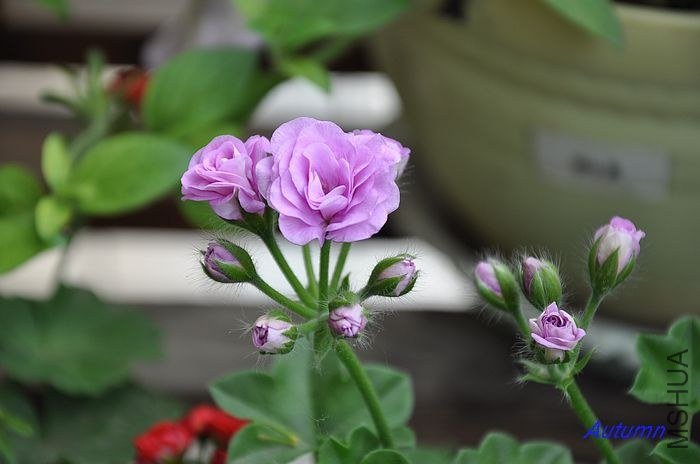 nEO_IMG_DSC_0062 (2).jpg