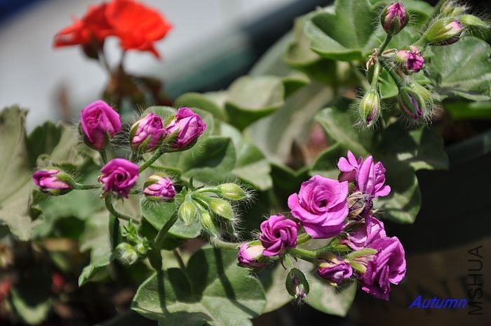 nEO_IMG_DSC_0183 (2).jpg