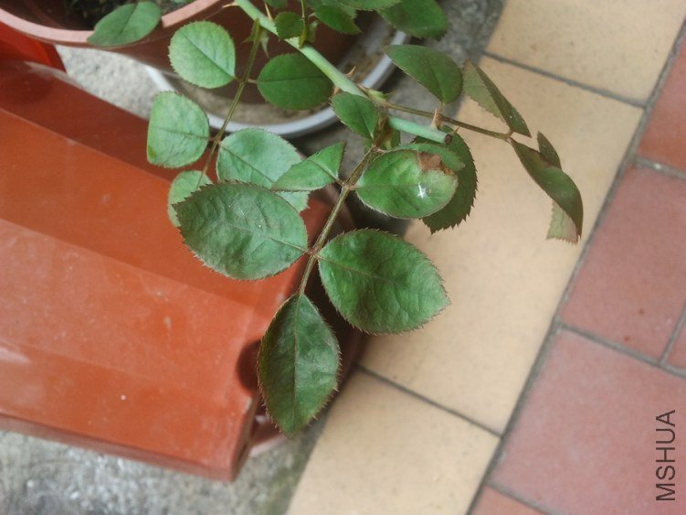 IMG_20130617_100511.jpg