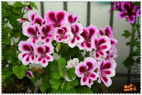 ��Ƭ 001_����.jpg