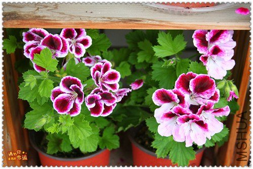 ��Ƭ 005_����.jpg