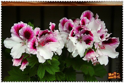 ��Ƭ 008_����.jpg