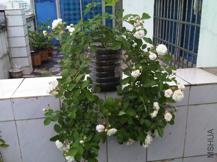 IMG05576-20130518-1302.jpg