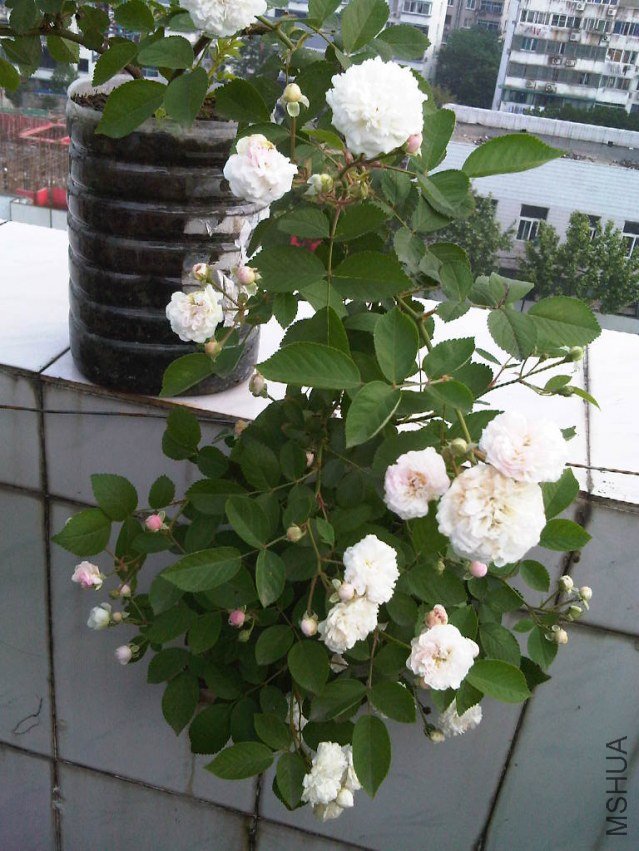 IMG05593-20130519-0845.jpg