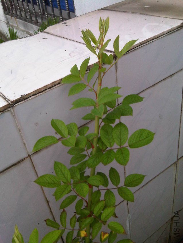 IMG06076-20130613-0755.jpg