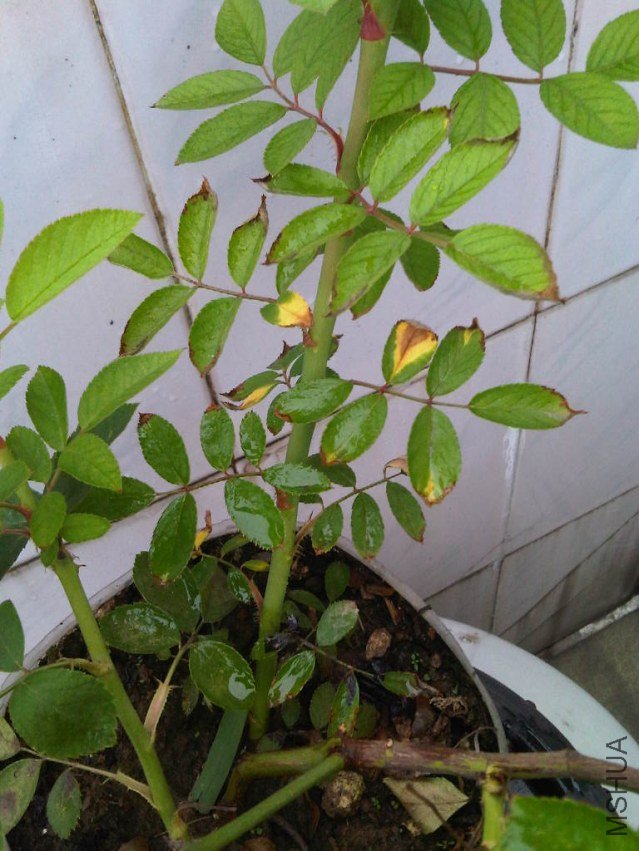 IMG06078-20130613-0756.jpg