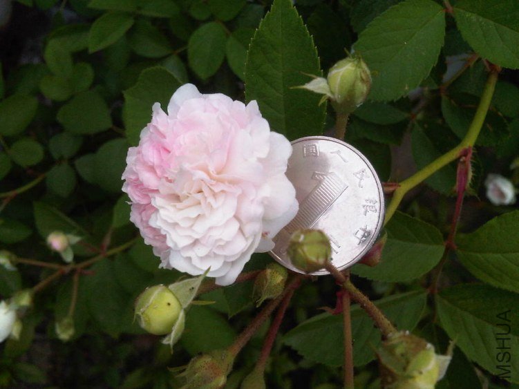 IMG05510-20130515-0705.jpg