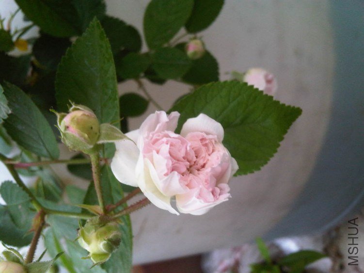 IMG05508-20130515-0705.jpg