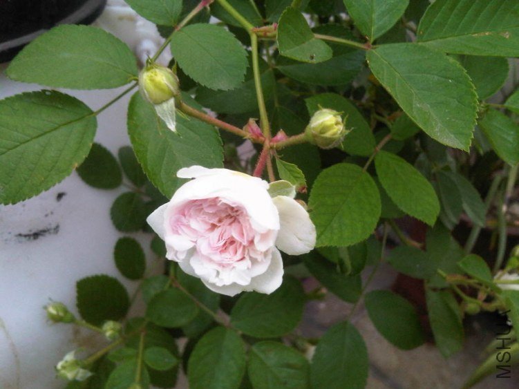 IMG05507-20130515-0704.jpg