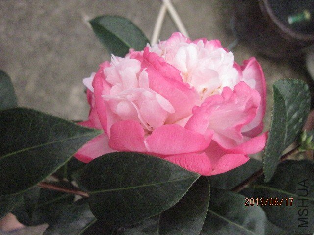 IMG_5451.jpg