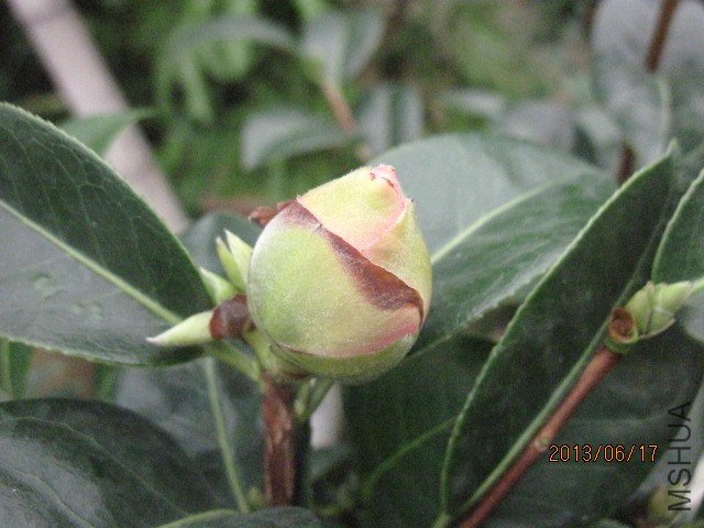 IMG_5456.jpg